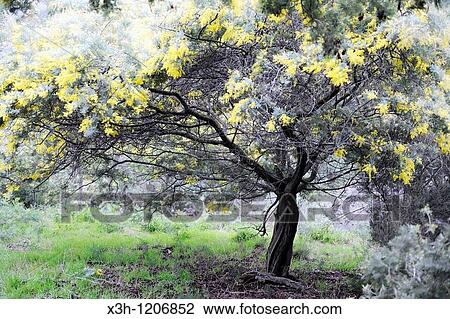 mimosa, Mandelieu-La Napoule, French Riviera, Alpes-MaritimesMaritime Alps, France View Large Photo Image Stock Image - mimosa, Mandelieu-La Napoule, French Riviera, Alpes-MaritimesMaritime Alps, France. Fotosearch