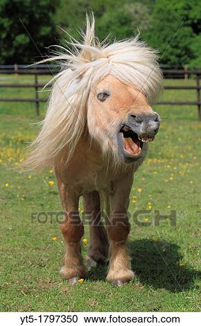 Stock Image - Minature Shetland Stallion, Worcestershire, England. Fotosearch