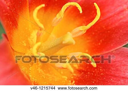 Picture - Miniature red tulip center Open center of a miniature red tulip covered with early spring pollen. Fotosearch