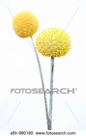 Minimal Pure Round Craspedia Stems View Large Photo Image Stock Image - Minimal Pure Round Craspedia Stems. Fotosearch