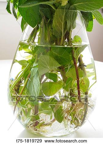 Mint in hydroponics View Large Photo Image Stock Photo - Mint in hydroponics. Fotosearch