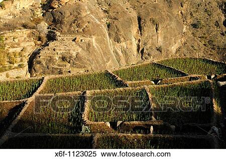 Minute grain plots at the edge of a canyon, in the village of Ash Shirayjah, Saiq Plateau, Jebel al Alkhdar, Al Hajar mountains, Sultanate of Oman View Large Photo Image Stock Photography - Minute grain plots at the edge of a canyon, in the village of Ash Shirayjah, Saiq Plateau, Jebel al Alkhdar, Al Hajar mountains, Sultanate of Oman. Fotosearch