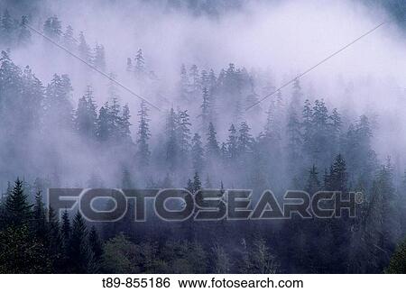 Stock Photograph - Mist in the forest by the Crescent Lake. Fotosearch