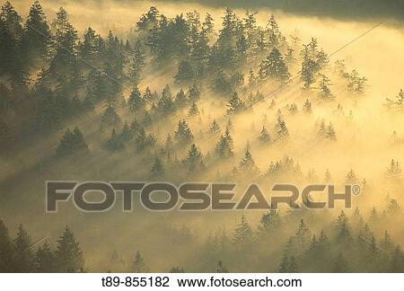 Stock Image - Mist in the forest by the Mt Rainier National Park. Fotosearch