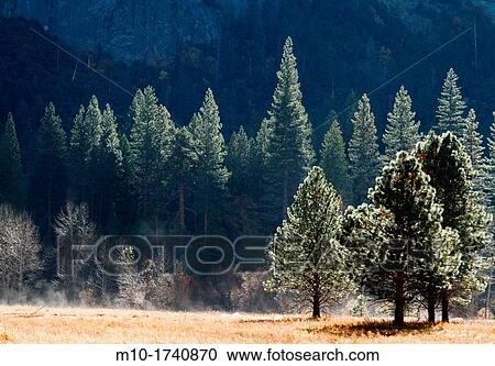 Mist rising from the ground in Yosemite on a cold fall morning View Large Photo Image Stock Image - Mist rising from the ground in Yosemite on a cold fall morning. Fotosearch