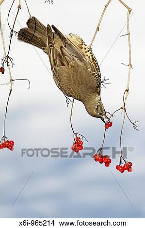 Picture - Mistle Thrush Turdus viscivorus, feeding on Guelder Rose berries in winter, Germany. Fotosearch