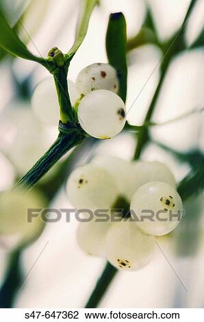 Mistletoe. Viscum album. December 2006, Maryland, USA View Large Photo Image Stock Image - Mistletoe. Viscum album. December 2006, Maryland, USA. Fotosearch