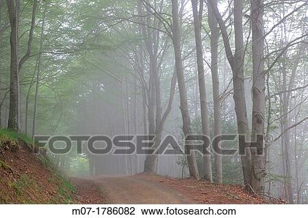 Misty Beech forest, Iberico mountain range, Rioja wine region, La Rioja, Spain, Europe View Large Photo Image Stock Image - Misty Beech forest, Iberico mountain range, Rioja wine region, La Rioja, Spain, Europe. Fotosearch