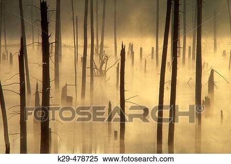 Misty dead snags in pond created by beaver flooding. Killarney. Ontario. Canada. View Large Photo Image Stock Photography - Misty dead snags in pond created by beaver flooding. Killarney. Ontario. Canada.. Fotosearch