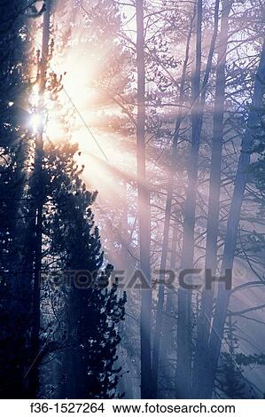Misty fall morning sunrise & godbeams through pine tree, Hayden Valley, Yellowstone National Park, WYOMING View Large Photo Image Picture - Misty fall morning sunrise & godbeams through pine tree, Hayden Valley, Yellowstone National Park, WYOMING. Fotosearch