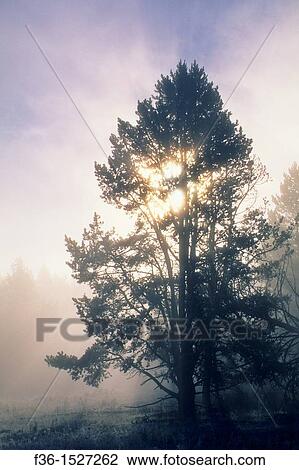 Stock Image - Misty fall morning sunrise & godbeams through pine tree, Hayden Valley, Yellowstone National Park, WYOMING. Fotosearch