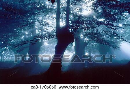 Misty forest, Galicia, Spain View Large Photo Image Stock Photograph - Misty forest, Galicia, Spain. Fotosearch