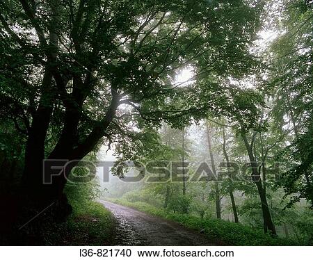 Stock Image - Misty morning in the wood. Fotosearch