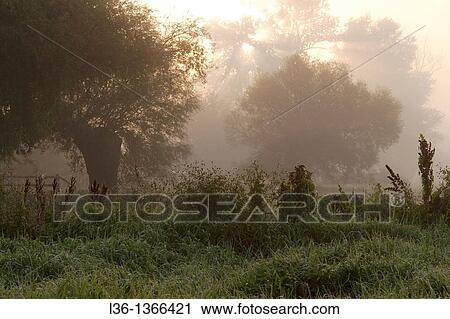 Misty morning near Drohiczyn Poland View Large Photo Image Stock Image - Misty morning near Drohiczyn Poland. Fotosearch