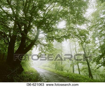 Misty morning View Large Photo Image Stock Image - Misty morning. Fotosearch