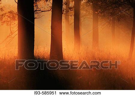 Stock Image - Misty morning, trees in fog. Fotosearch