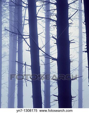misty pine forest with tree trunks looking ghostly in the gloom View Large Photo Image Stock Photography - misty pine forest with tree trunks looking ghostly in the gloom. Fotosearch