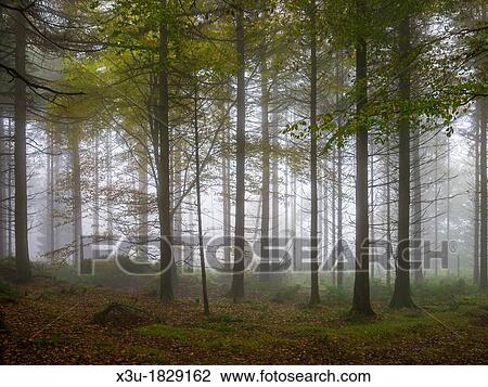 Misty scene in a forest at autumn time Stockhill Forest, Mendip Hills, Somerset, England View Large Photo Image Stock Image - Misty scene in a forest at autumn time Stockhill Forest, Mendip Hills, Somerset, England. Fotosearch