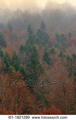 Mixed forest in winter. Coll de la Pierre St. Martin. France View Large Photo Image Stock Photo - Mixed forest in winter. Coll de la Pierre St. Martin. France. Fotosearch