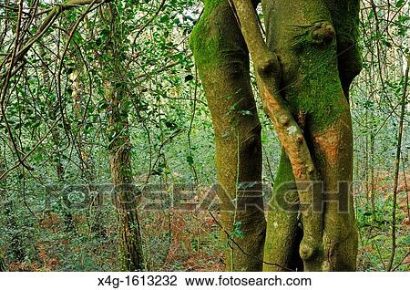 Mixed forest of holly and scots pine Mount Aloia, Galicia, Spain View Large Photo Image Stock Image - Mixed forest of holly and scots pine Mount Aloia, Galicia, Spain. Fotosearch