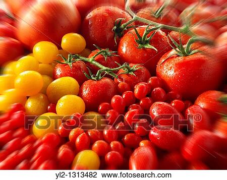 mixed yellow & red vine tomatoes View Large Photo Image Stock Image - mixed yellow & red vine tomatoes. Fotosearch