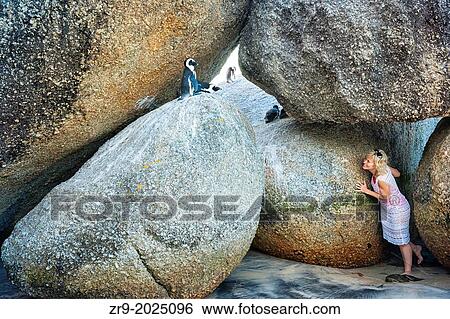 Model released woman interacting with African Penguins, Boulders Beach National Park, Simonstown, South Africa. View Large Photo Image Stock Photograph - Model released woman interacting with African Penguins, Boulders Beach National Park, Simonstown, South Africa.. Fotosearch