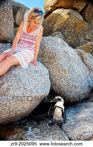 Stock Photography - Model released woman interacting with African Penguins, Boulders Beach National Park, Simonstown, South Africa.. Fotosearch
