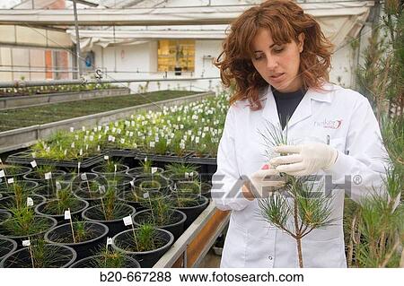 Molecular markers, Pines. Forest greenhouse. Biotechnology Laboratory, Neiker Tecnalia, Instituto de Investigaci? n y Desarrollo Agrario, Ganadero, Forestal y del Medio Natural, Arkaute, Alava, Euskadi, Spain. View Large Photo Image Stock Photo - Molecular markers, Pines. Forest greenhouse. Biotechnology Laboratory, Neiker Tecnalia, Instituto de Investigaci? n y Desarrollo Agrario, Ganadero, Forestal y del Medio Natural, Arkaute, Alava, Euskadi, Spain.. Fotosearch