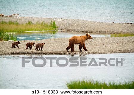 Stock Image - Mom Grizzly and Three Cubs. Fotosearch