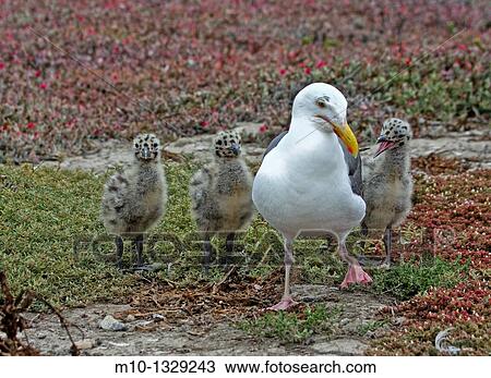 Mom teaching her chicks View Large Photo Image Stock Image - Mom teaching her chicks. Fotosearch