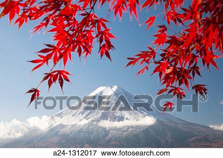 Momiji (Acer palmatum) leaves, Mount Fuji, Japan View Large Photo Image Stock Photo - Momiji (Acer palmatum) leaves, Mount Fuji, Japan. Fotosearch