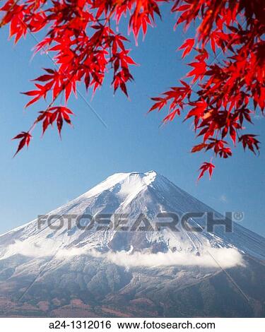 Stock Photograph - Momiji (Acer palmatum) leaves, Mount Fuji, Japan. Fotosearch