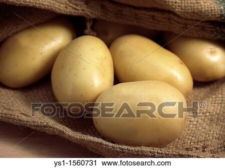 Mona Lisa Potato, Solanum tuberosum View Large Photo Image Stock Image - Mona Lisa Potato, Solanum tuberosum. Fotosearch