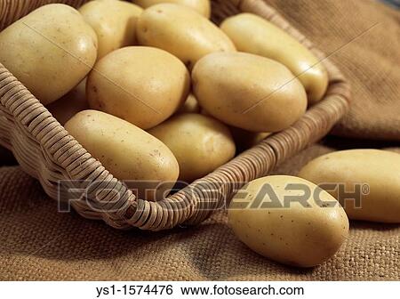 Mona Lisa Potato, Solanum tuberosum, Vegetables in Basket View Large Photo Image Stock Photograph - Mona Lisa Potato, Solanum tuberosum, Vegetables in Basket. Fotosearch