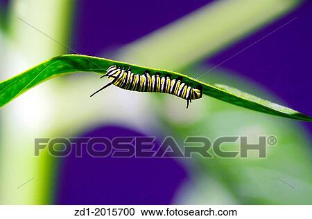 Monarch Butterfly caterpillar on a green leaf. View Large Photo Image Stock Image - Monarch Butterfly caterpillar on a green leaf.. Fotosearch