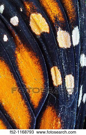 Monarch Butterfly (Danaus plexippus), detail of ocellus View Large Photo Image Stock Image - Monarch Butterfly (Danaus plexippus), detail of ocellus. Fotosearch