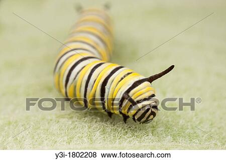 Stock Photo - Monarch Butterfly Danaus Plexippus - Caterpillar larva 4th instar on a Milkweed plant leaf, Ward Pound Ridge Reservation, Cross River, Westchester County, New York, USA. Fotosearch