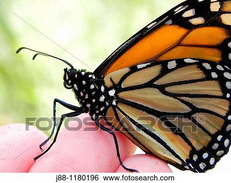 Stock Photograph - Monarch butterfly, Danaus plexippus, resting on human hand. Fotosearch