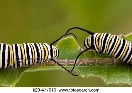 Monarch butterfly (Danaus plexippus) 4th instar caterpillars feeding on milkweed leaf. Lively, ON, Canada View Large Photo Image Stock Photograph - Monarch butterfly (Danaus plexippus) 4th instar caterpillars feeding on milkweed leaf. Lively, ON, Canada. Fotosearch