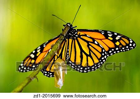 Stock Photo - Monarch Butterfly, Milkweed Mania, baby born in the nature.. Fotosearch