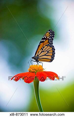 Stock Image - Monarch Butterfly on Flower. Fotosearch