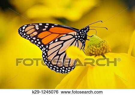Monarch Danaus plexippus Migrant nectaring on yellow coneflowers View Large Photo Image Stock Photograph - Monarch Danaus plexippus Migrant nectaring on yellow coneflowers. Fotosearch