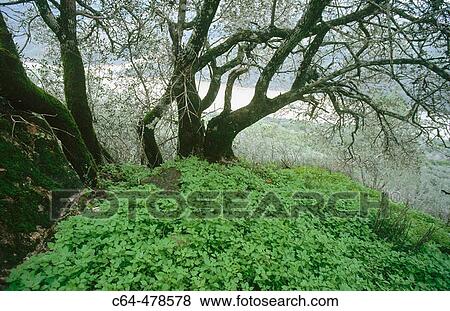 Stock Photo - Monfrag? e Natural Park. CBceres province. Extremadura. Spain.. Fotosearch