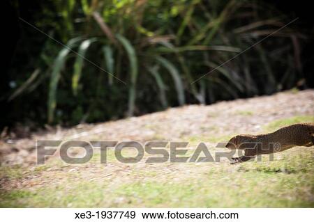 Stock Photo - Mongoose running, Hanauma Bay, Oahu, Hawaii. Fotosearch