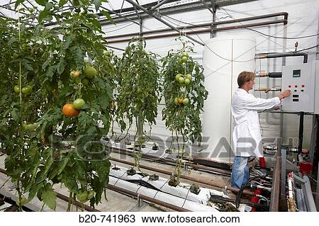 Monitoring the thermodynamic system, soiless culture of tomatoes on cocoa fiber growing medium suported by heating, greenhouses, Neiker Tecnalia, Instituto de Investigaci? n y Desarrollo Agrario, Derio, Bizkaia, Euskadi View Large Photo Image Stock Image - Monitoring the thermodynamic system, soiless culture of tomatoes on cocoa fiber growing medium suported by heating, greenhouses, Neiker Tecnalia, Instituto de Investigaci? n y Desarrollo Agrario, Derio, Bizkaia, Euskadi. Fotosearch