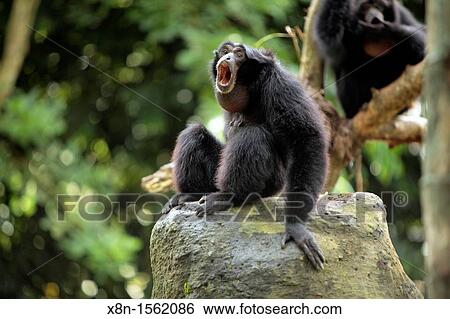 Monkey Forest, Ubud, Bali, Indonesia View Large Photo Image Stock Photograph - Monkey Forest, Ubud, Bali, Indonesia. Fotosearch