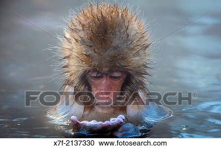 Stock Image - Monkey in a natural onsen (hot spring), located in Jigokudani Monkey Park, Nagono prefecture, Japan.. Fotosearch