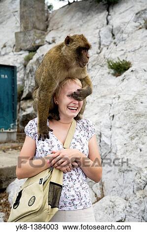 Monkey Sitting on Woman`s Head, Gibraltar View Large Photo Image Stock Image - Monkey Sitting on Woman`s Head, Gibraltar. Fotosearch