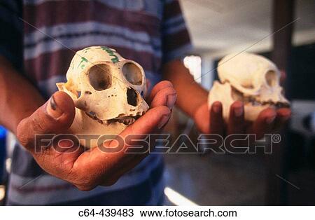 Monkey skulls. Amazonia. Peru View Large Photo Image Stock Image - Monkey skulls. Amazonia. Peru. Fotosearch