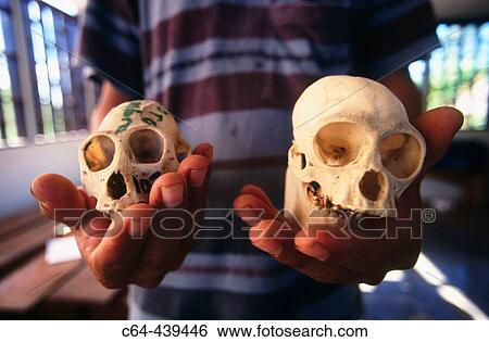 Monkey skulls. Amazonia. Peru View Large Photo Image Stock Photograph - Monkey skulls. Amazonia. Peru. Fotosearch